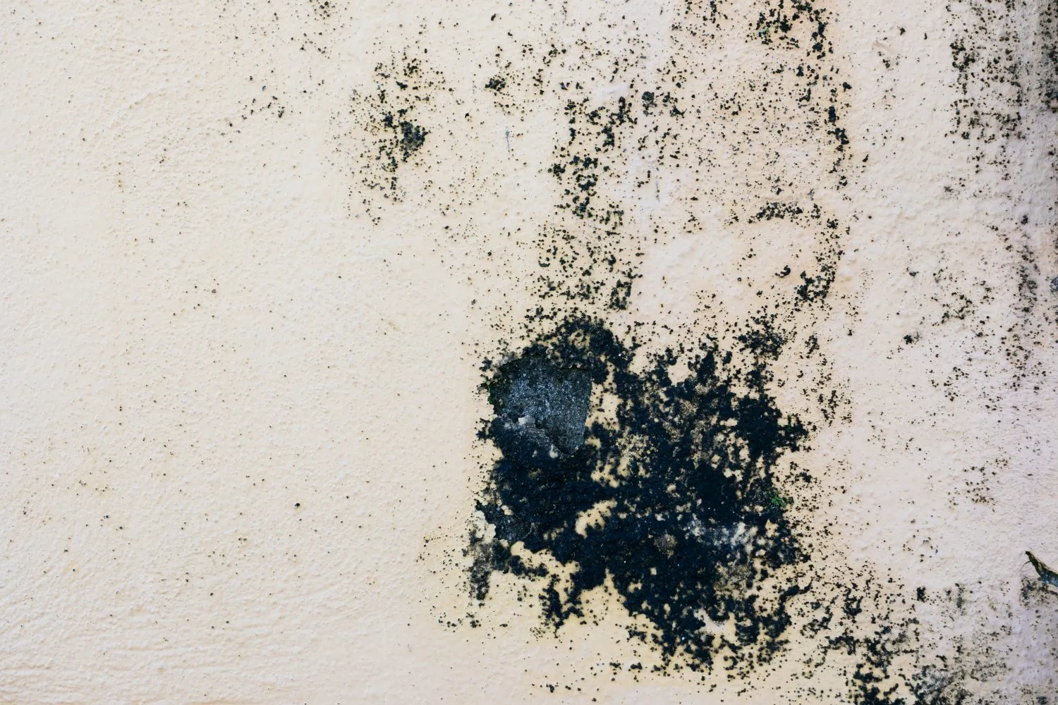 Plaster wall with black mold spots indicating moisture damage.