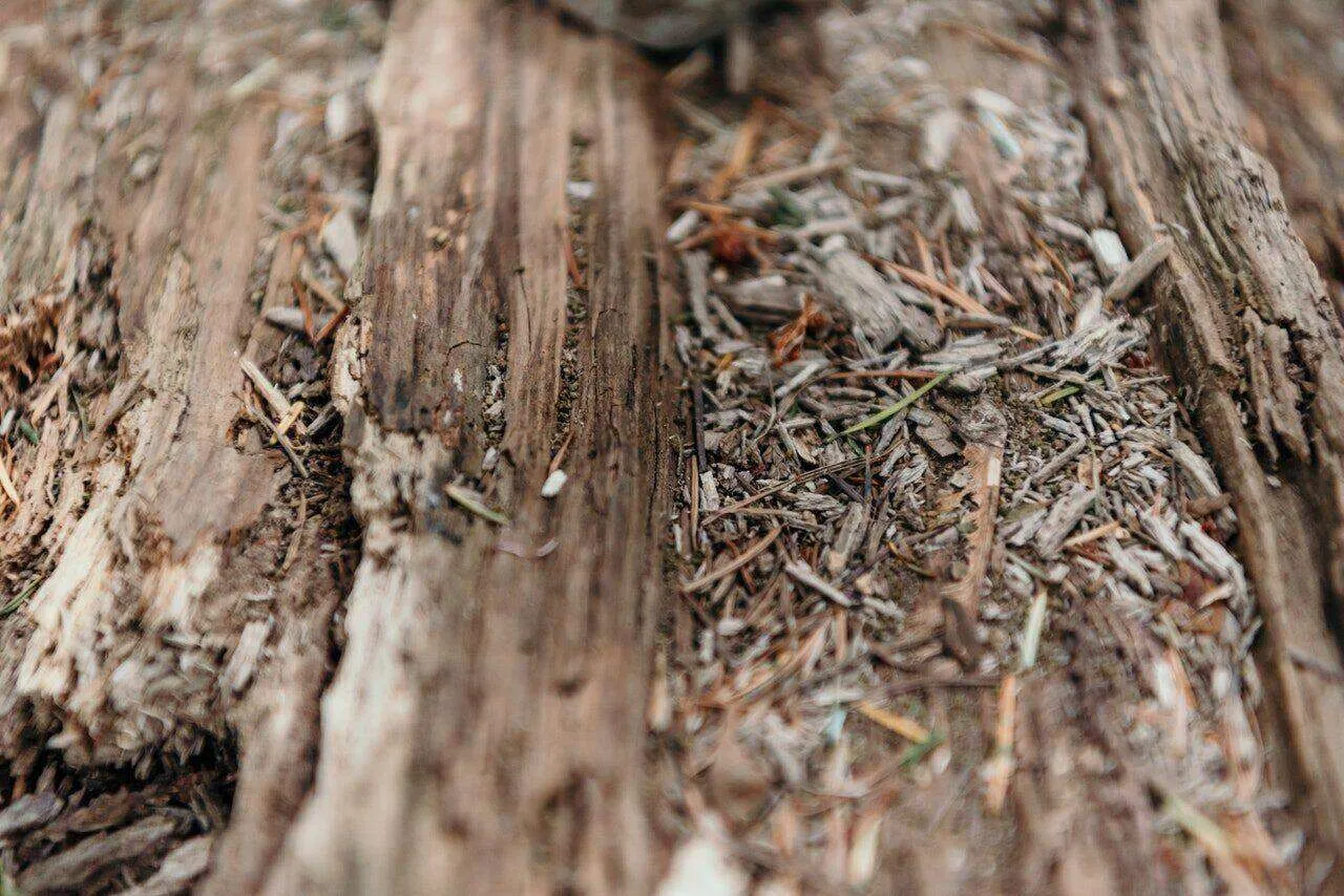 Close-up view of decayed wood with splinters and debris, illustrating wood deterioration.