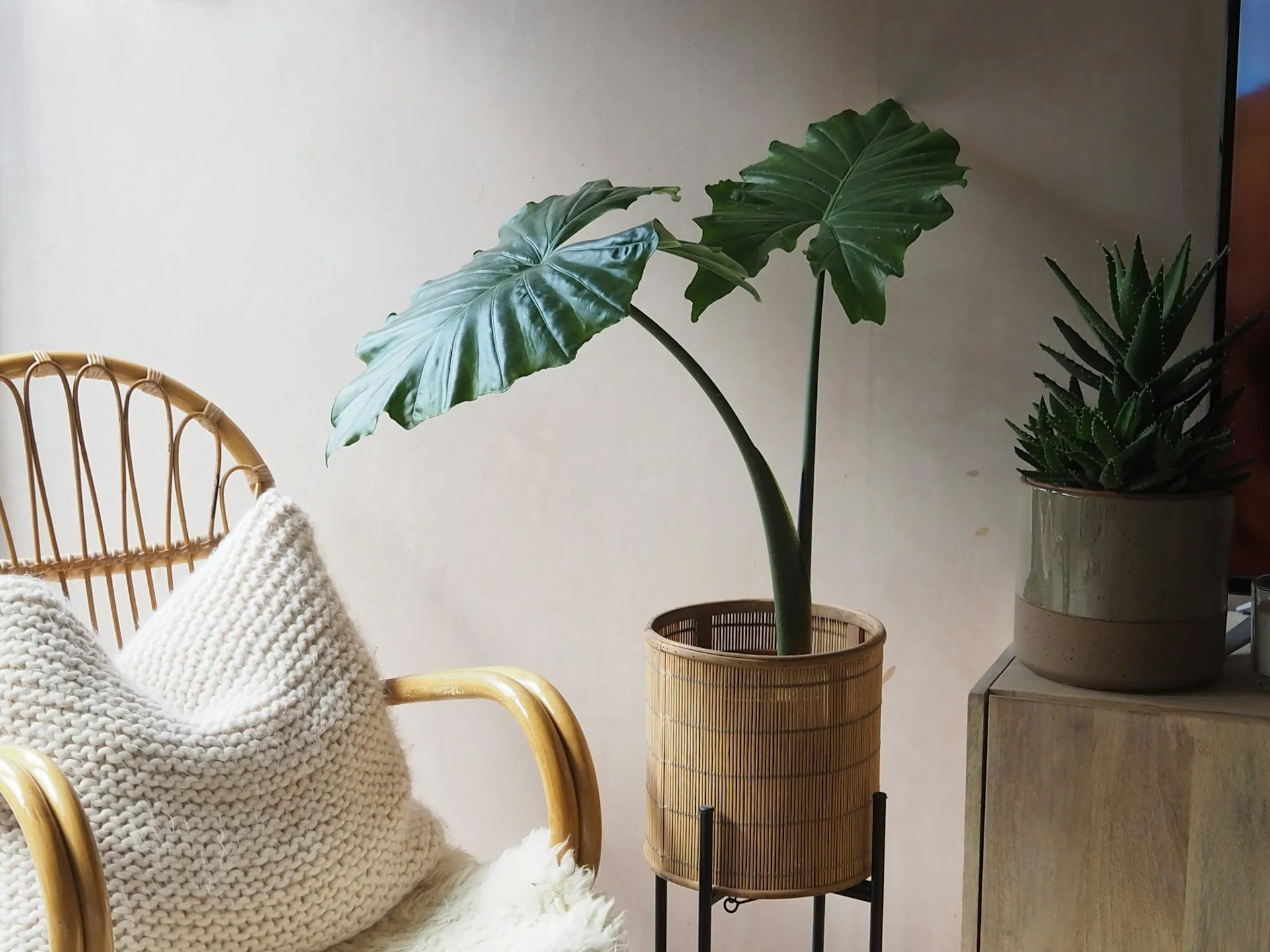 Interior scene with a rattan chair, knitted pillow, and potted plants against a plaster wall.