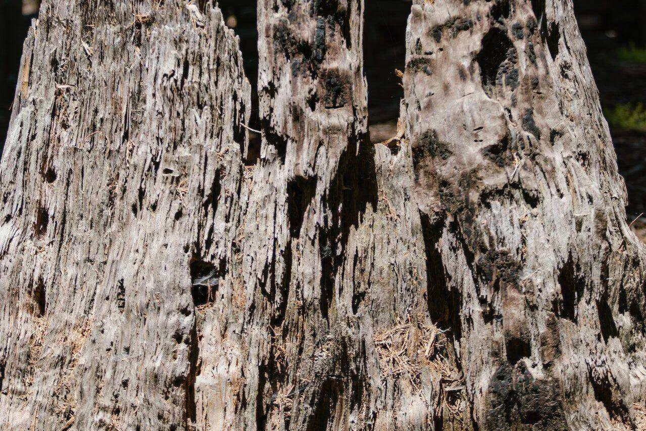 Close-up of wood with dry rot, showing decay and holes.