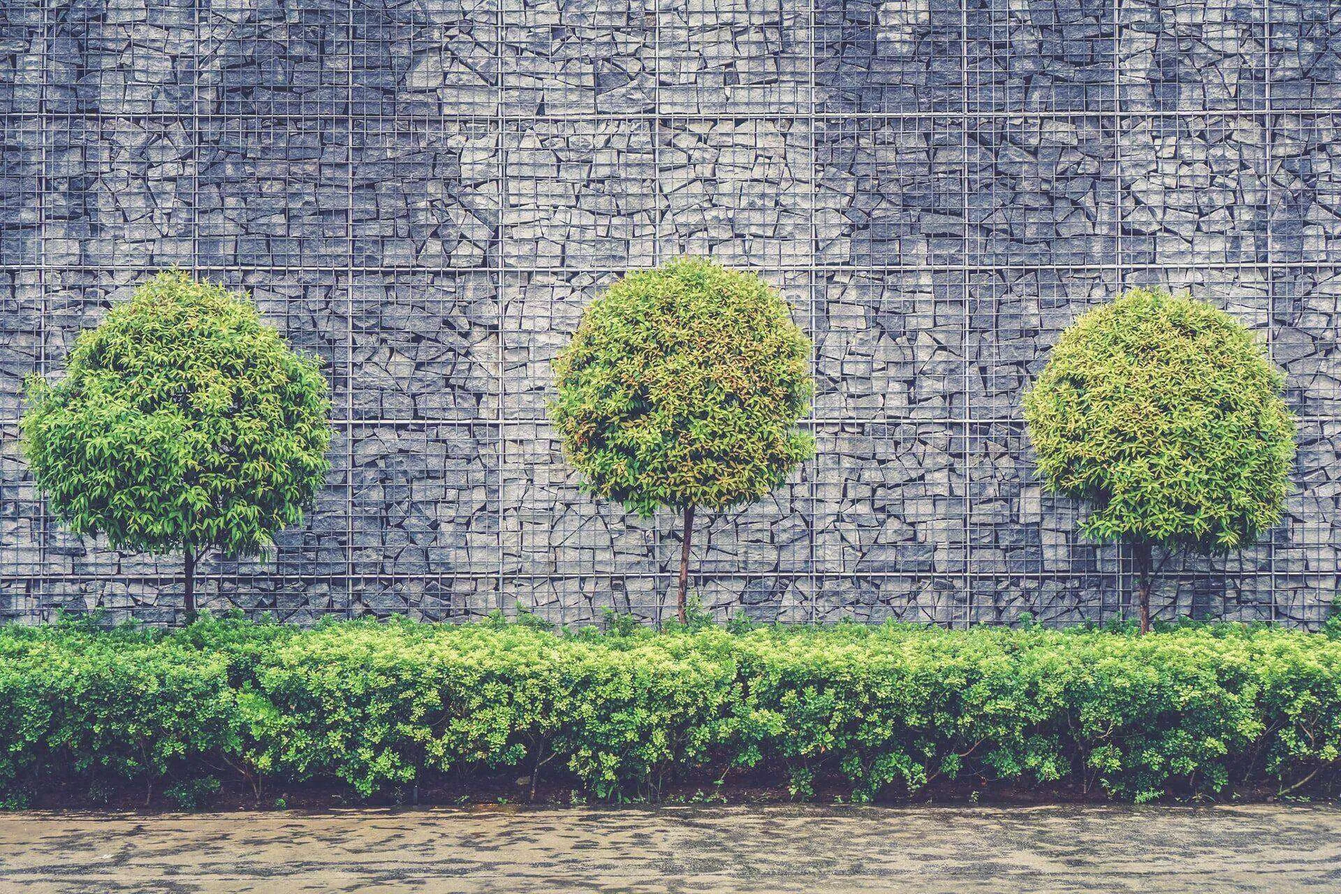 Gabion retaining wall with three round trees and green shrubs in front.