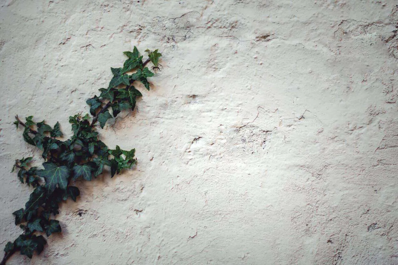 Textured stucco wall with a vine growing on it, showing rough finish.