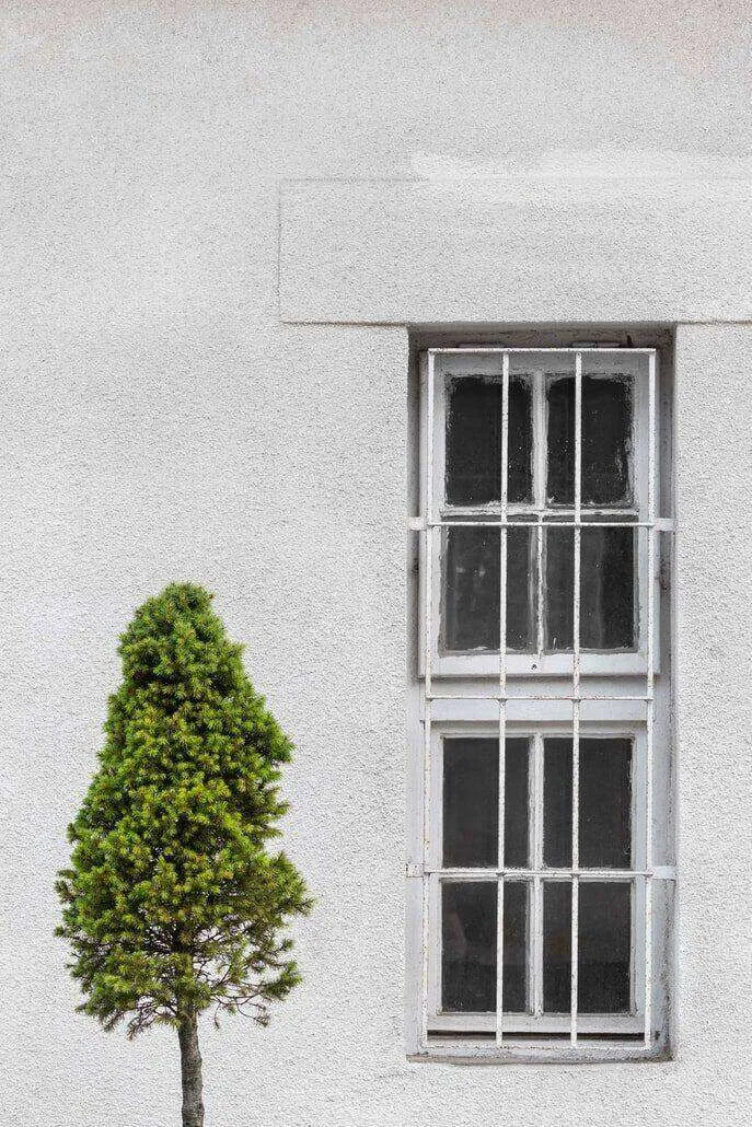 White stucco wall with a barred window and a small tree on the left side.