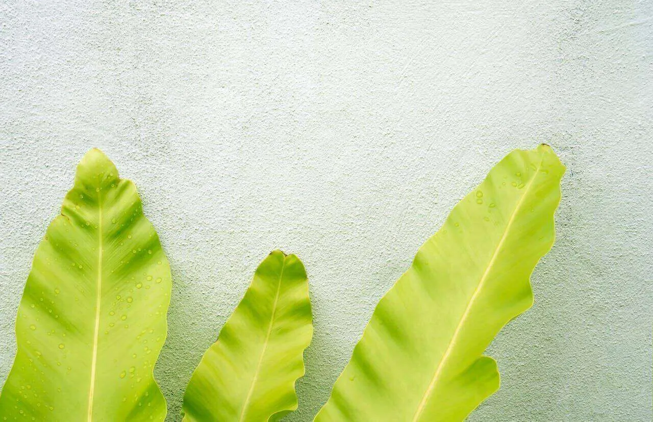 Textured stucco wall with three large green leaves in the foreground.
